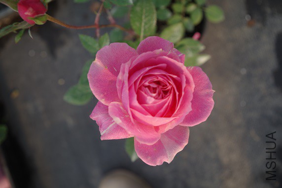 IMGP3582.JPG