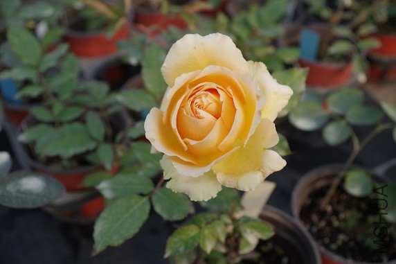 IMGP3577.JPG