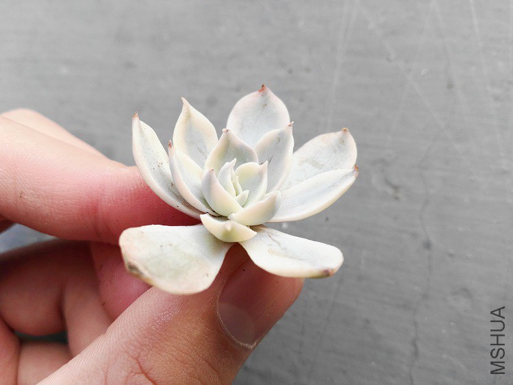 Ƥ�Ͻ�