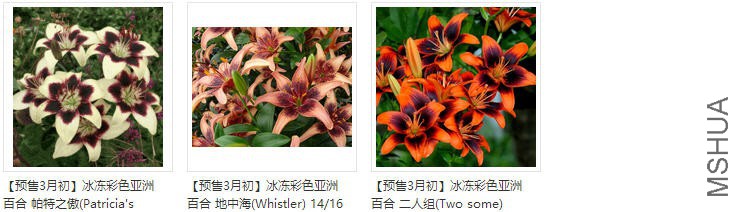 lily��ɫ���ްٺ�.jpg