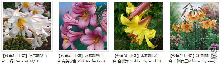 lily����.jpg