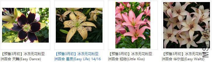 lily�޻������ްٺ�.jpg