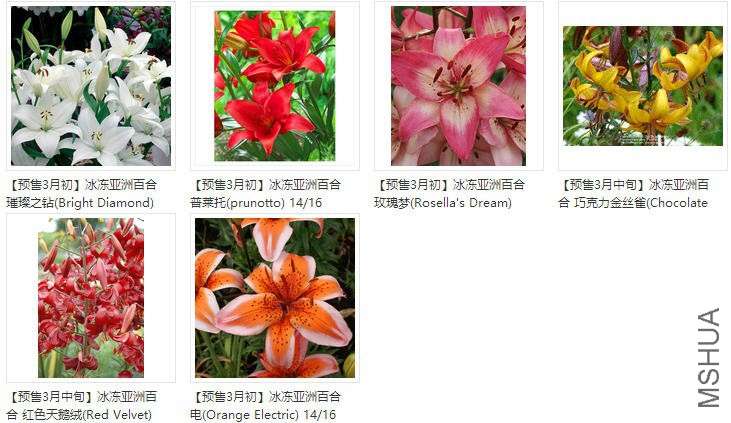 lily���ްٺ�.jpg