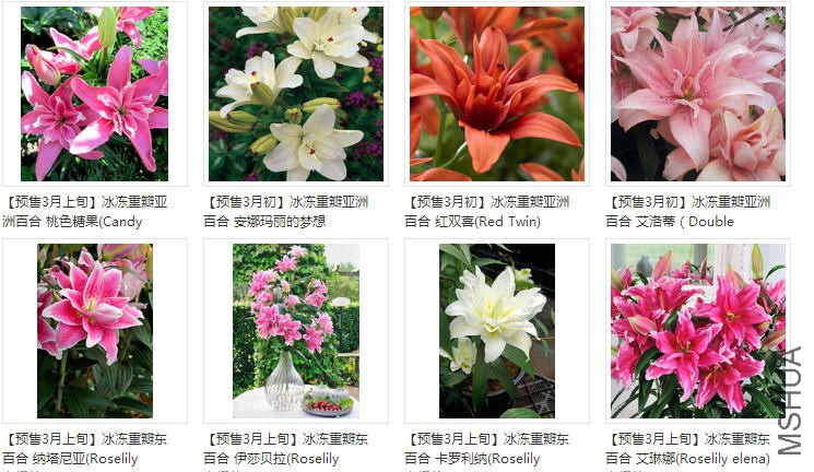 lily�ذ�.jpg