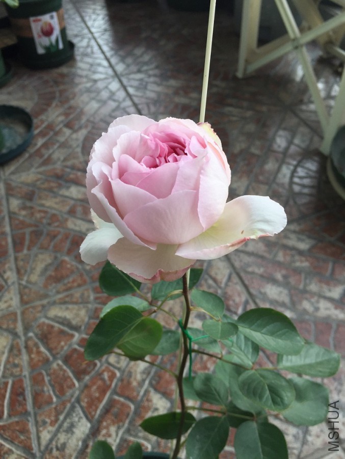 2016-01-01 091100.jpg