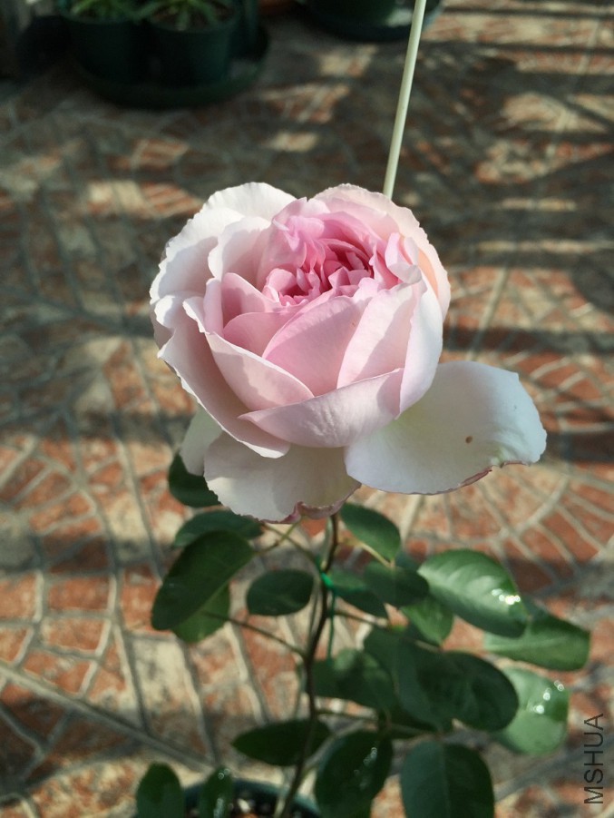 2016-01-01 101431.jpg