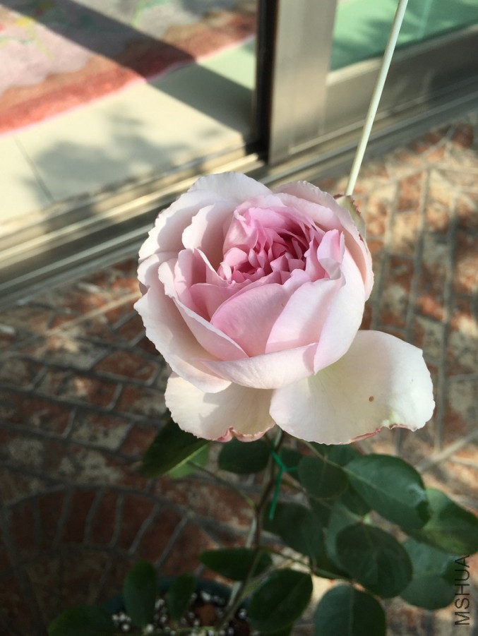 2016-01-01 101515.jpg