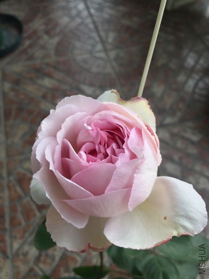 2016-01-01 0910281.jpg
