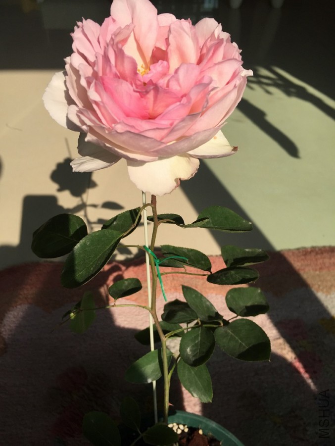 2016-01-02 103223.jpg