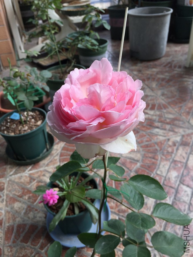 2016-01-02 124330.jpg