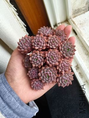 ������ͼƬ��������С����״̬ͼ