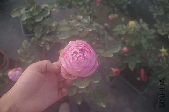 IMGP3621.JPG