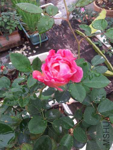 20160104_094546.jpg