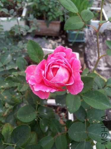 20160104_171245.jpg