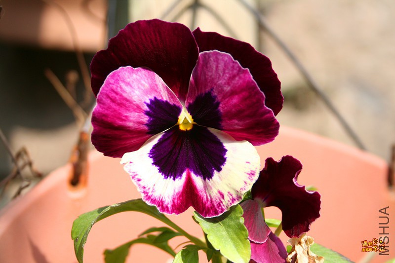 ��Ƭ 019_����.jpg