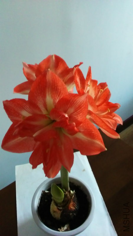 �����ڲ輸���ĵ�