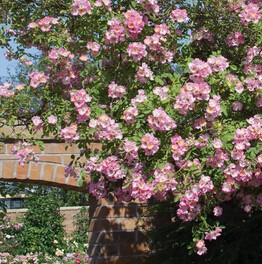 ����Kew Rambler2.jpg