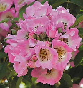 ����Kew Rambler4.jpg