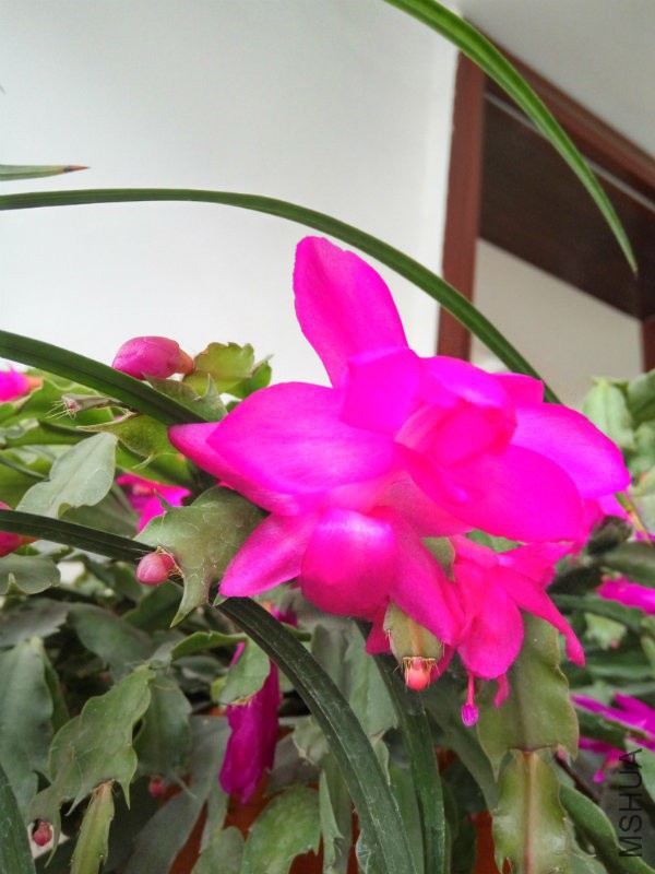 IMG_20160105_103329_HDR.jpg