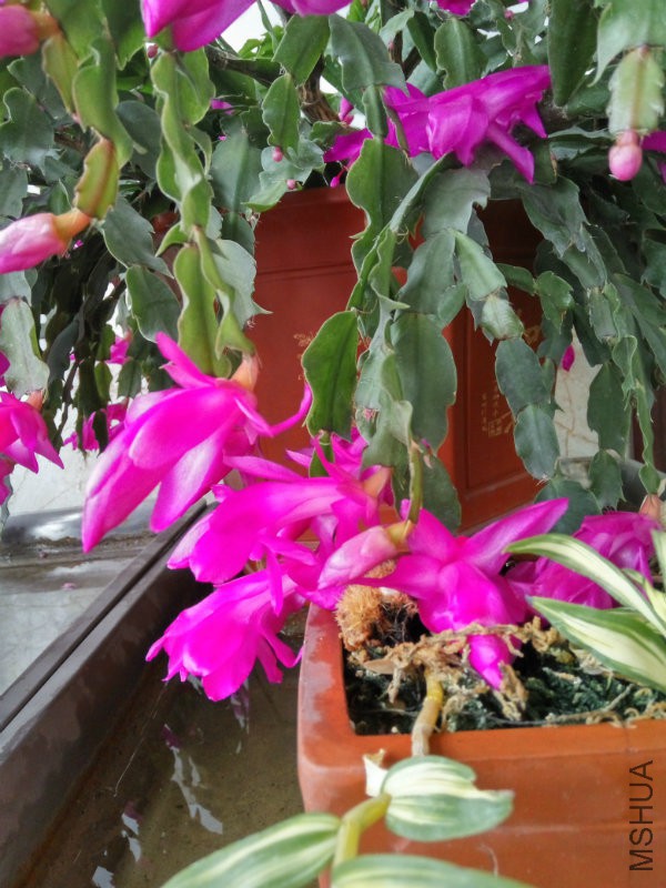 IMG_20160105_103407_HDR.jpg
