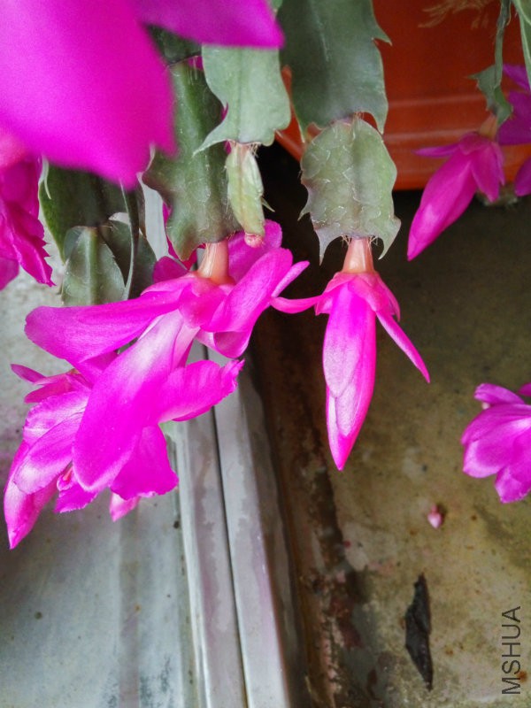 IMG_20160105_103528_HDR.jpg
