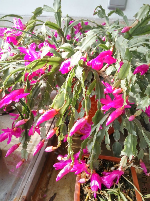 IMG_20160102_130129_HDR.jpg
