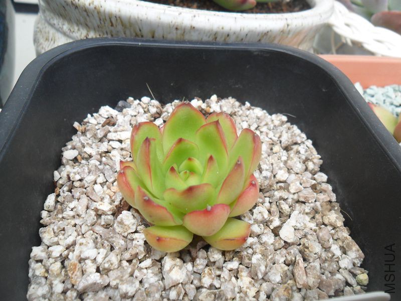 SAM_9811_����.jpg