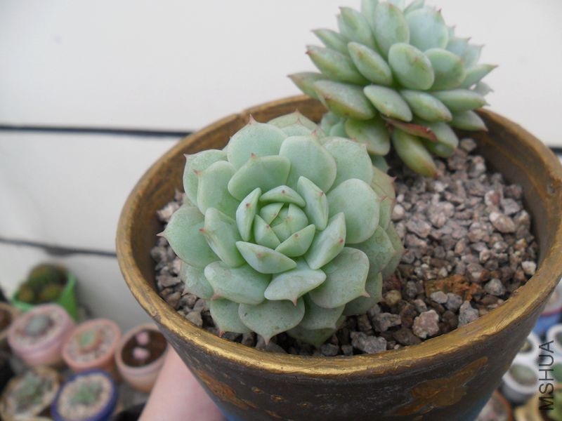 SAM_1355_����.jpg