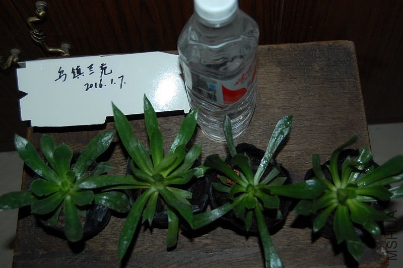 DSC_78380129.JPG