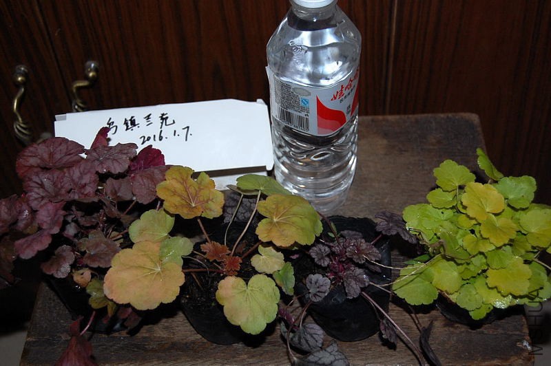 DSC_78510141.JPG