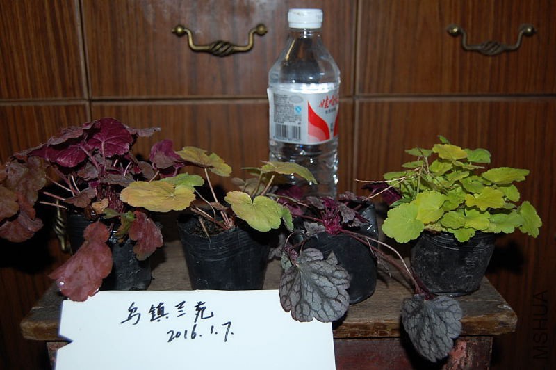 DSC_78540144.JPG