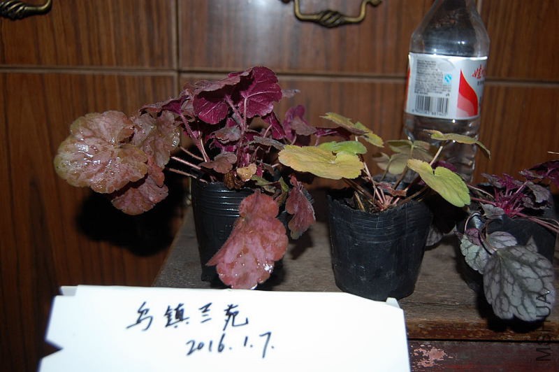 DSC_78550145.JPG