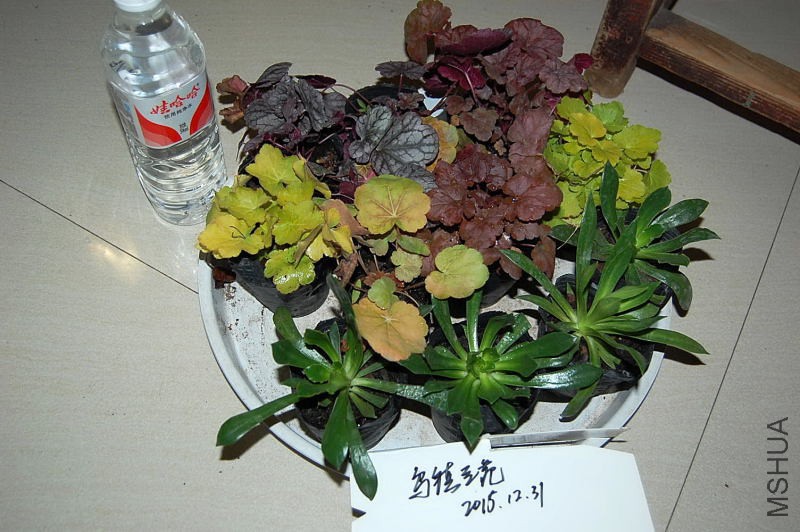 DSC_78700160.JPG