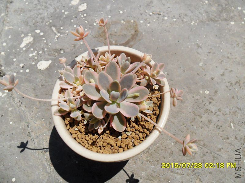 SAM_9325_����.jpg