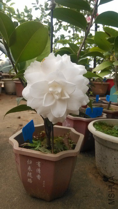 Ƥ˹����