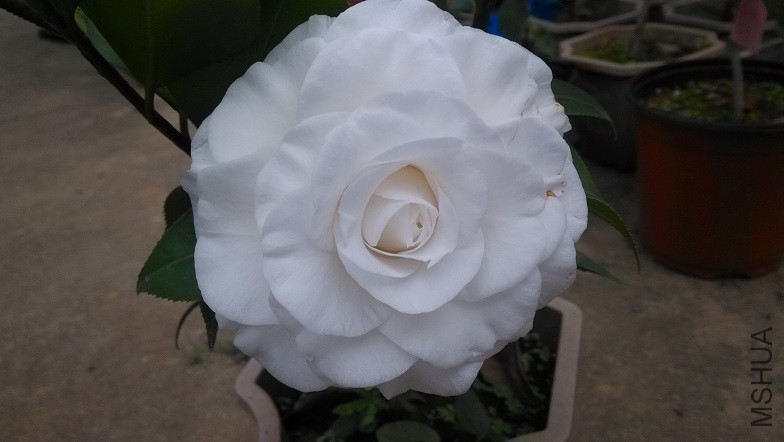 Ƥ˹����
