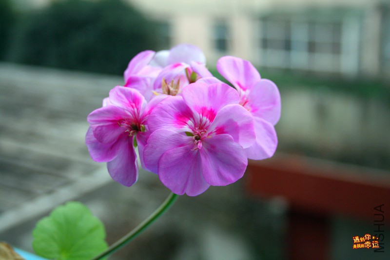 ��Ƭ 026_����.jpg