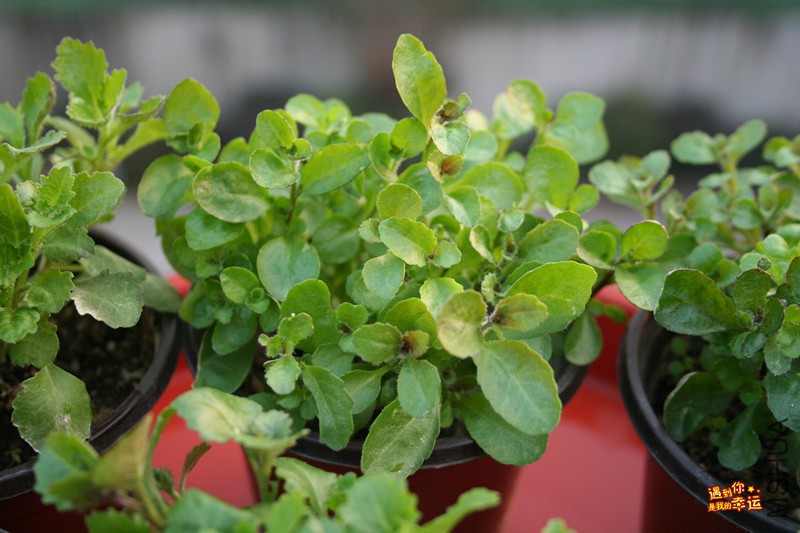 ��Ƭ 054_����.jpg