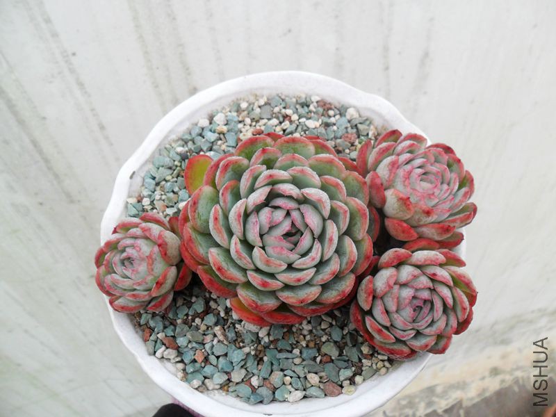 SAM_2235_����.jpg