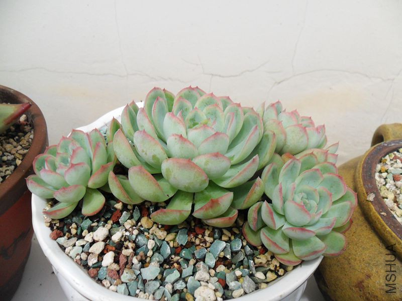 SAM_9803_����.jpg