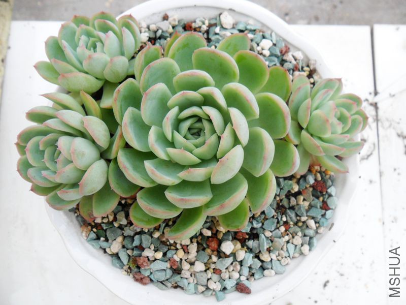 SAM_9631_����.jpg