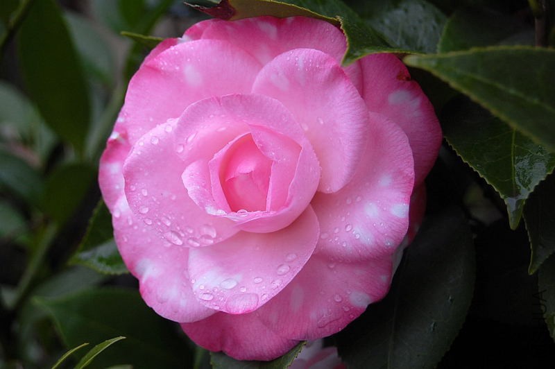 DSC_81110113.JPG