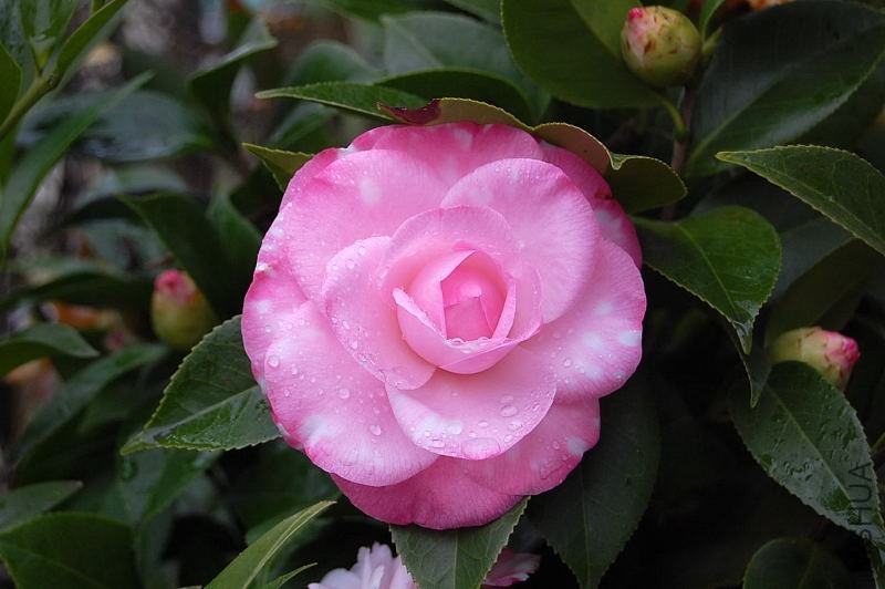 DSC_81120114.JPG