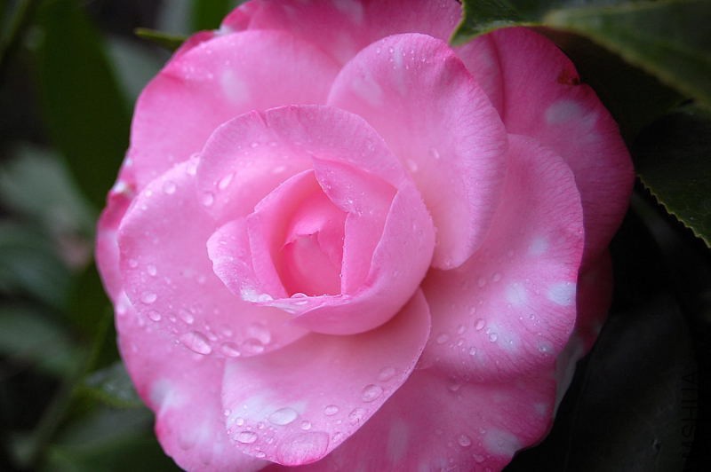 DSC_81170119.JPG