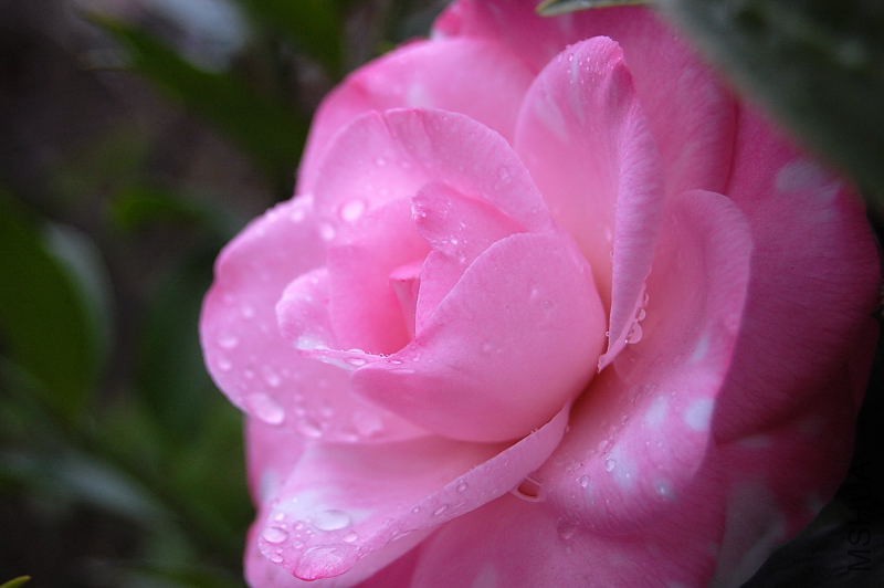 DSC_81240126.JPG