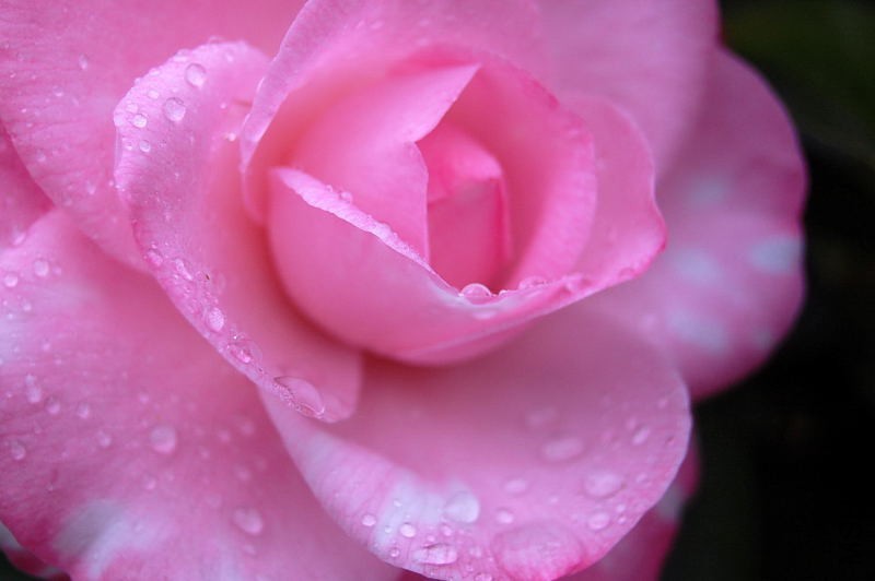 DSC_81270129.JPG