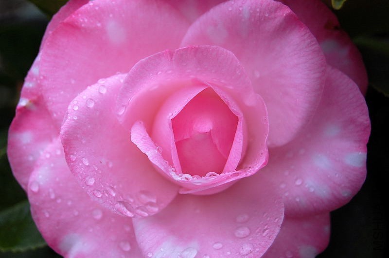 DSC_81260128.JPG