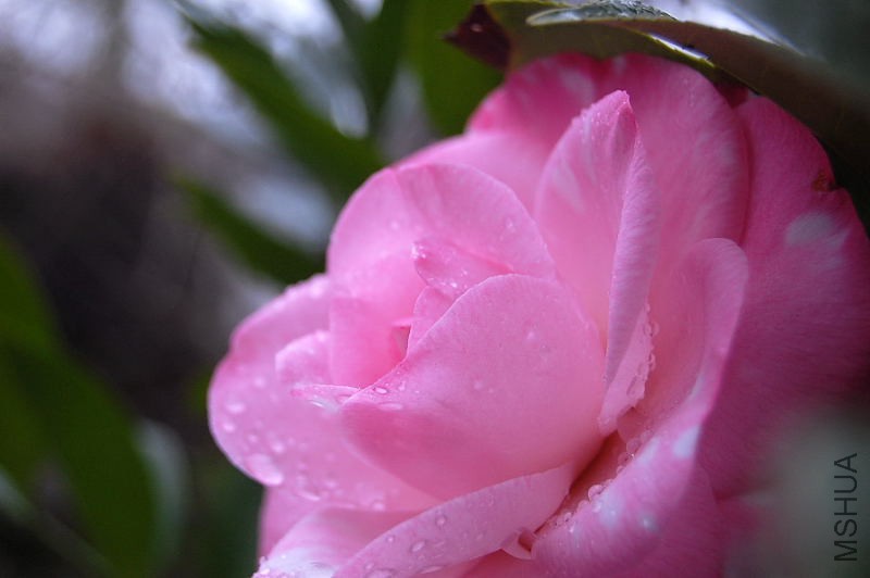 DSC_81250127.JPG