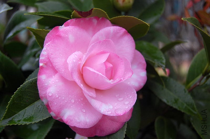 DSC_81320134.JPG