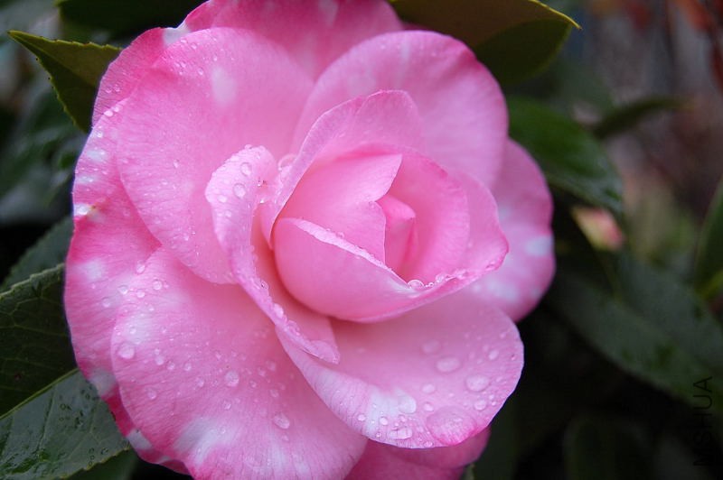 DSC_81310133.JPG